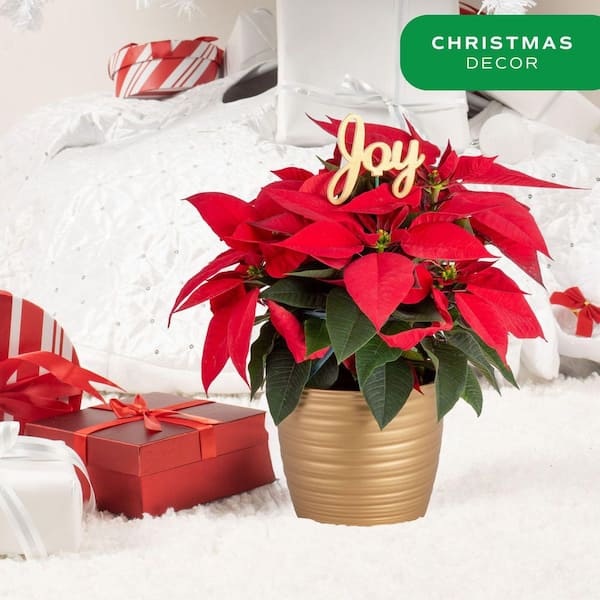 Fresh Live Holiday Poinsettia Indoor Plant in 6 in. Gold Decor Pot, Avg. Shipping Height 1-2 ft. Tall