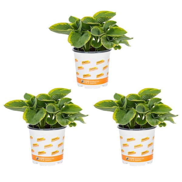 Vigoro 2.5 Qt. Green Variegated Frances Williams Hosta Perennial Perennial Plant (3-Pack)