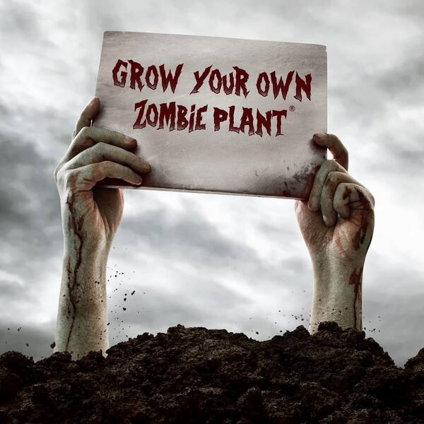 Angel Sar Zombie Plant Seed (2-Piece) MSWJ8631 - The Home Depot