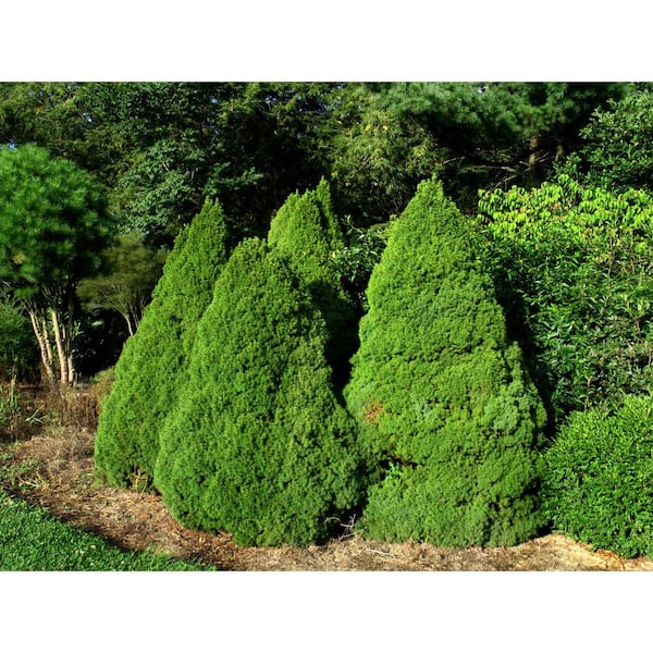 1 Gal. Dwarf Alberta Spruce Shrub Tree 13PIC1GCO - The Home Depot