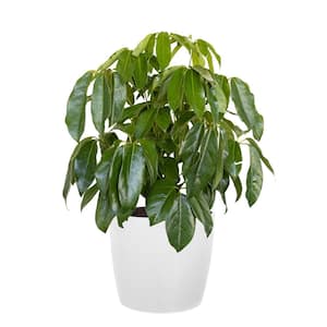 Umbrella Plant Schefflera Amate Live Indoor Outdoor Plant in 10 inch Premium Sustainable Ecopots White Pot