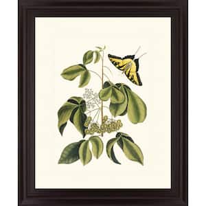 "Papilio Antilochus" By Marc Catesby Framed Nature Print Wall Art 28 in. x 34 in.