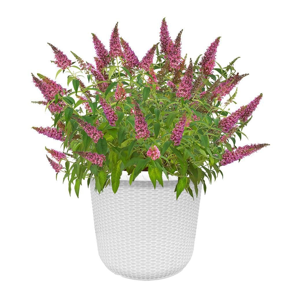 2 Gal. Trippy Pink Buddleia Shrub with Hot Pink Blooms in Decorative Container price history on PriceWatchPro