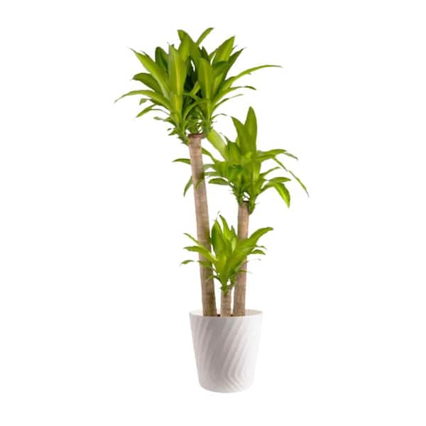mutated manjula pothos Pothos 'Mutant Manjula' – Goldleaf Plant Boutique