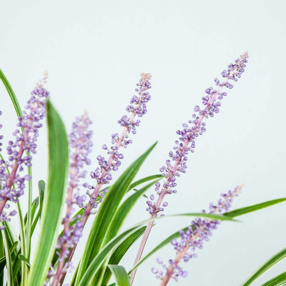 Flowering Variegated Liriope Shrub in 1 Gal. Growers Pot