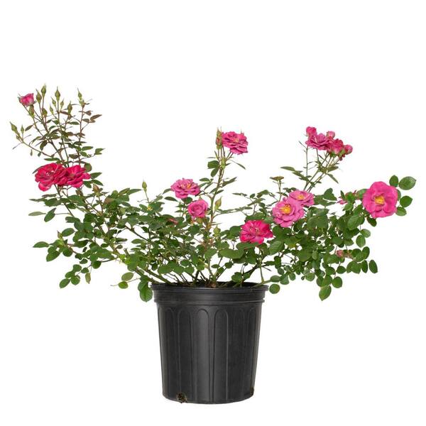 national PLANT NETWORK 2 gal. Rose Lavender Jewel with Purple Flowers ...