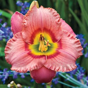 Elegant Candy Daylily (Hemerocallis) Live Bareroot Pink Flowering Perennial Plant (1-Plant)
