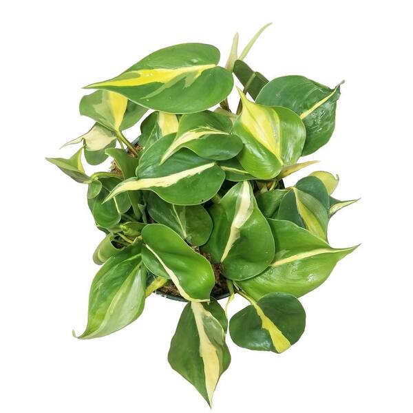 PROVEN WINNERS 12 Cm. Lemon Lime Philodendron Plant in Ceramic Pot  1008859525 - The Home Depot