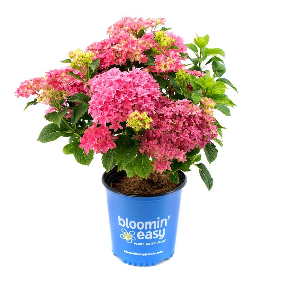 BLOOMIN' EASY 2 Gal. Starfield Bigleaf Hydrangea (Macrophylla) Live