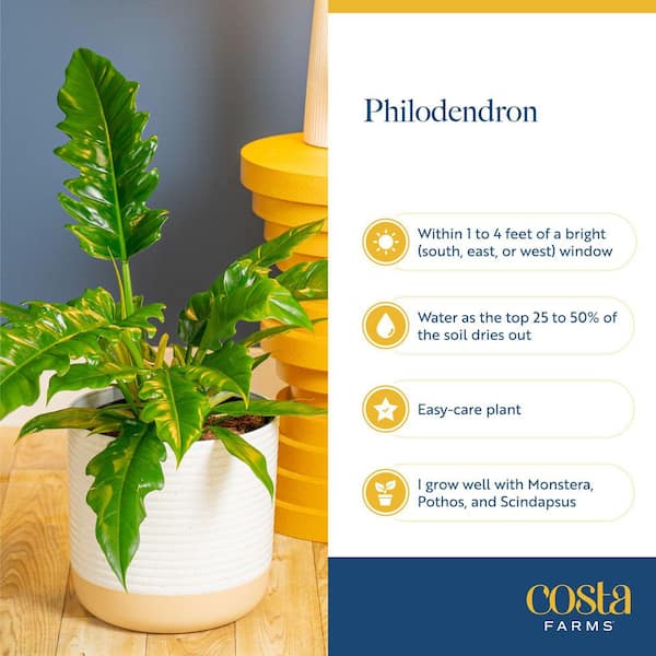 white and green pothos Buy Marble Pothos Plants Online in the USA 4-in / Nursery Planter main image 0