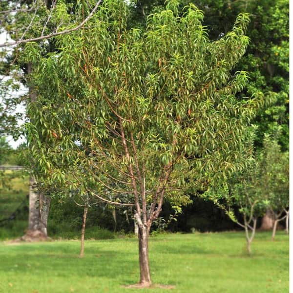 Southern Living 5 Gal. Red June Peach Tree PCHRJU05G - The