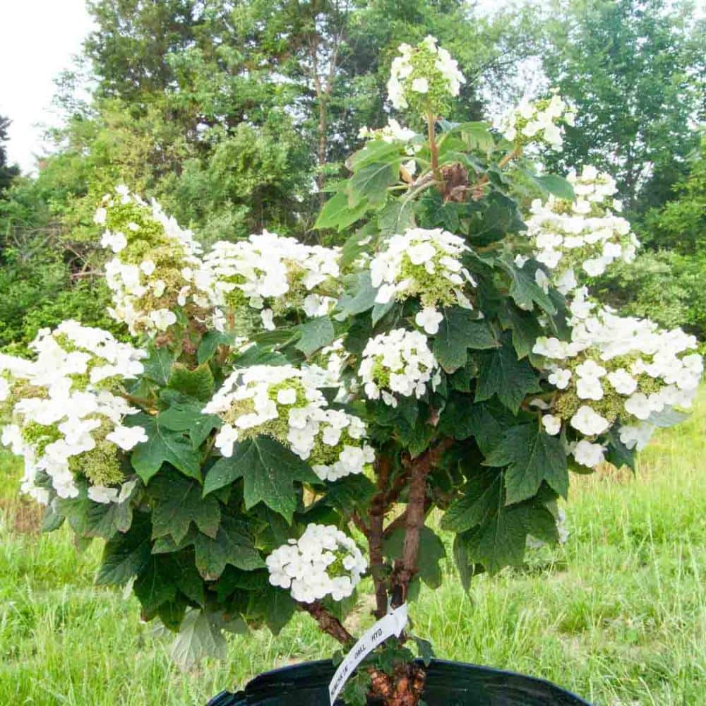 Direct Gardening Munchkin Oakleaf Hydrangea Bush Dormant Bare Root