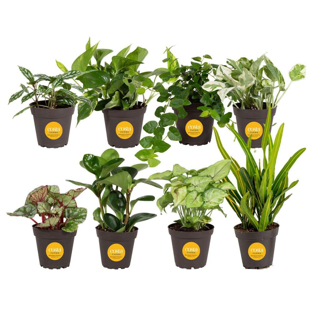 aie ourify plants snake Snake Plant Laurentii with Planter - Large (22-24