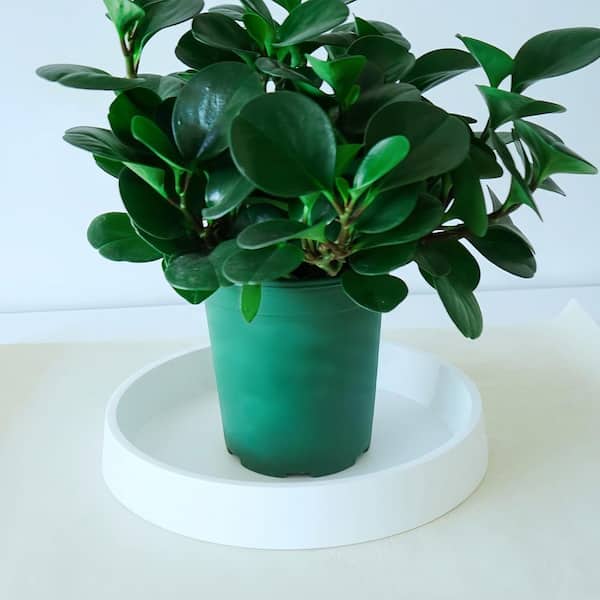 Unbranded Plant Saucer Tray for Ceramic Plastic Pots, 12 in. Plant Saucers  for Indoors, Pot Saucers Trays for Pots Base-White Jkzzc00432