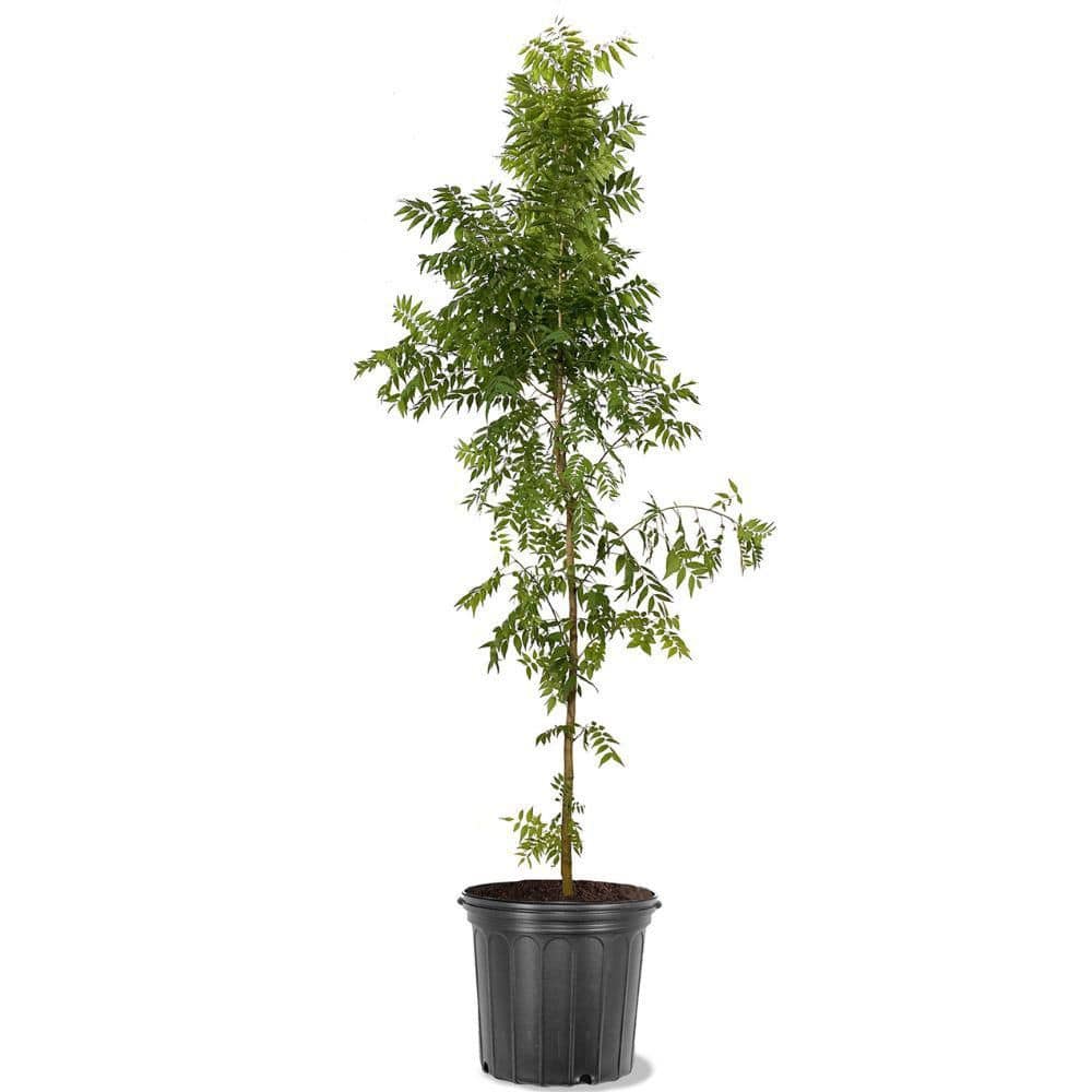 7 gal. Chinese Pistache Deciduous Shade Tree PISCHI07G - The Home Depot