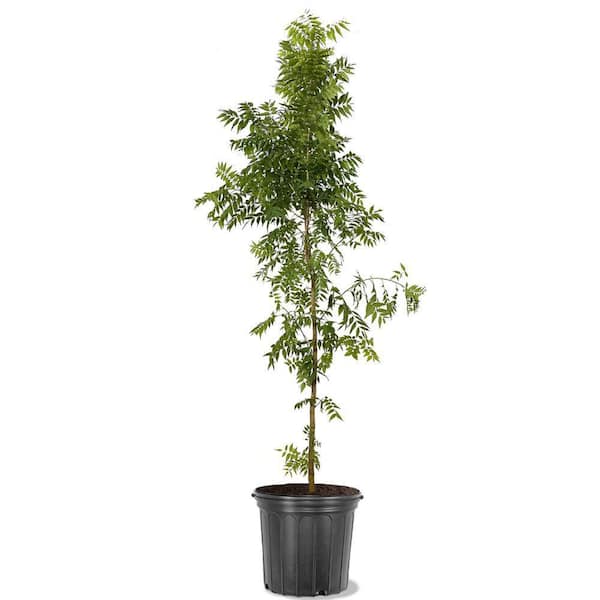 7 gal. Chinese Pistache Deciduous Shade Tree