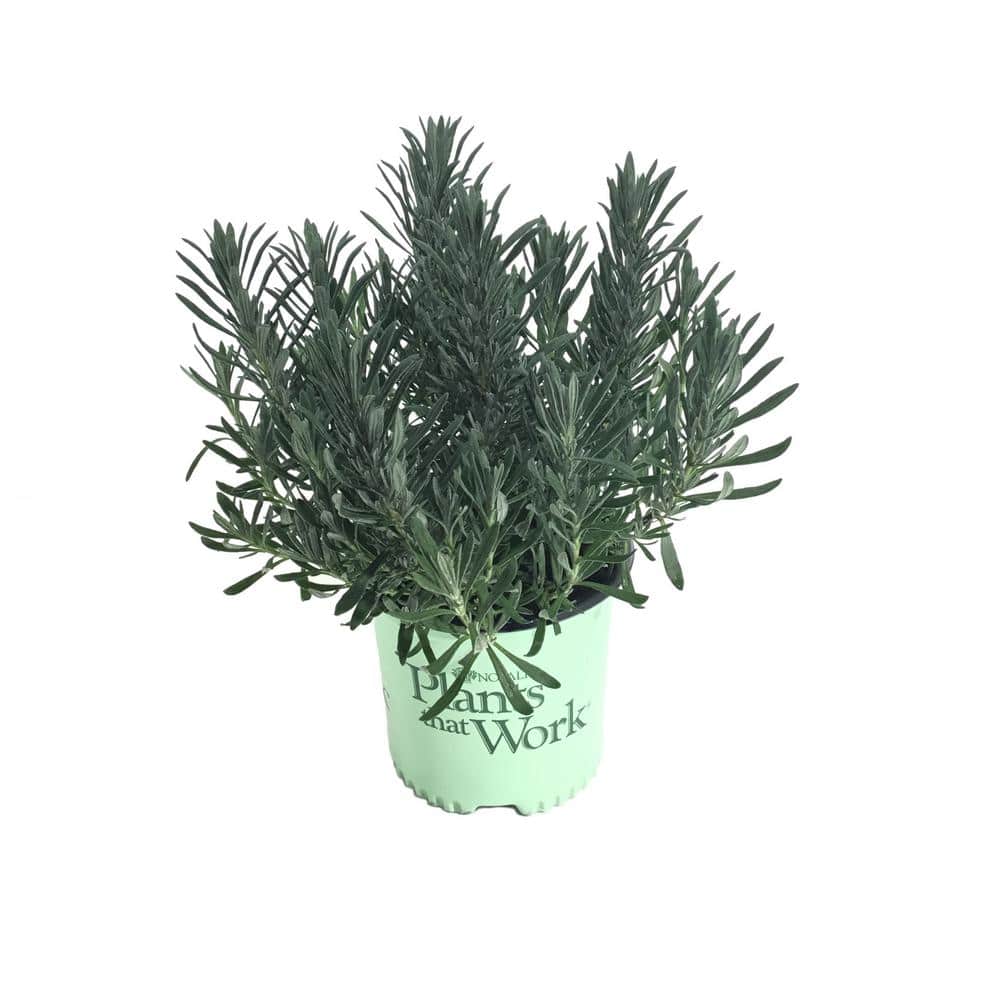 French Lavender (Lavendula) Sensational Plant