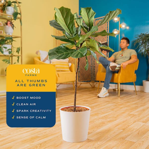 Costa Farms Fiddle Leaf Fig Indoor Plant in 10 in. Decor Planter, Average  Shipping Height 3-4 ft. Tall CO.FL11.3.CYL - The Home Depot