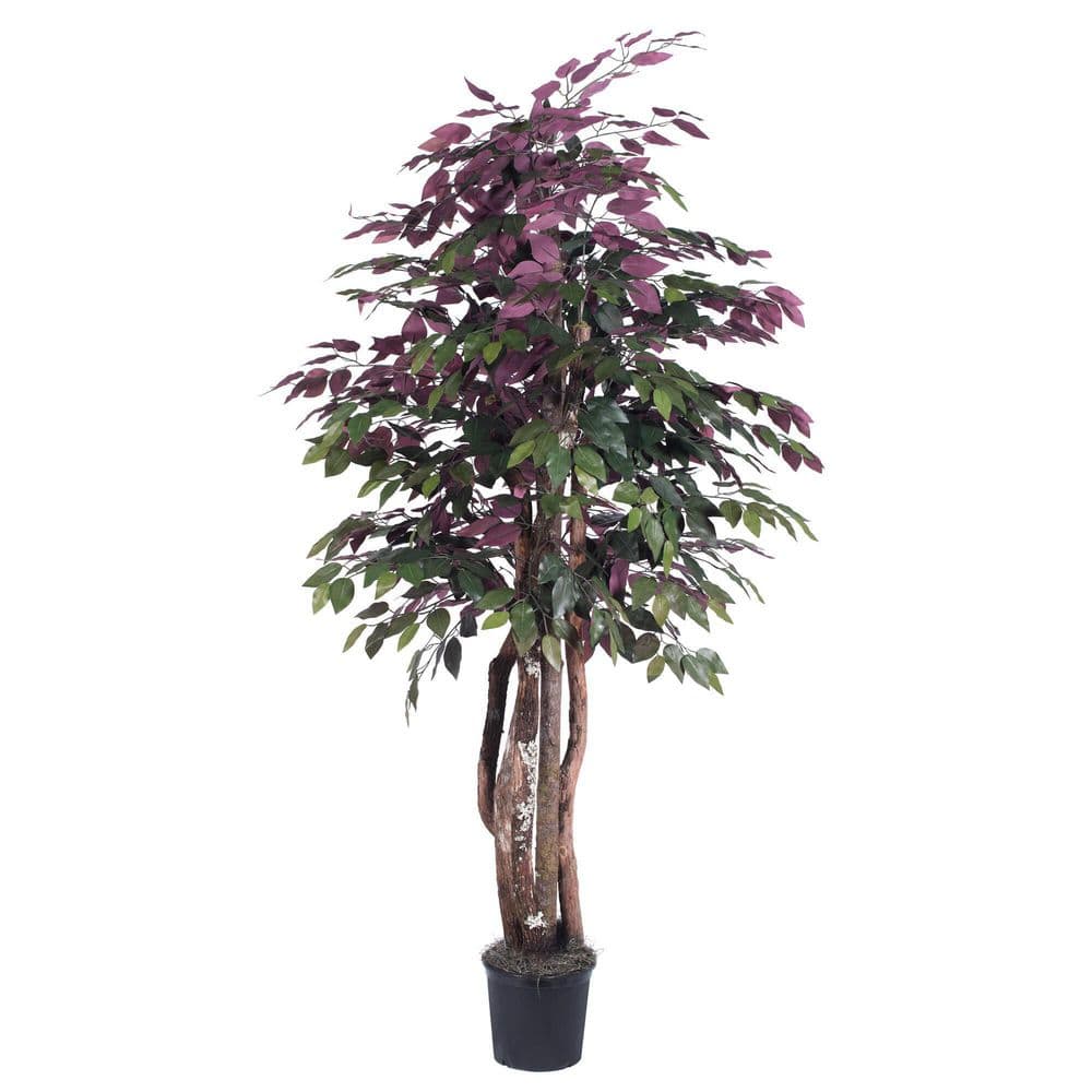 Capensia Silk & Fir 6' Potted Executive Tree in Black Plastic Pot