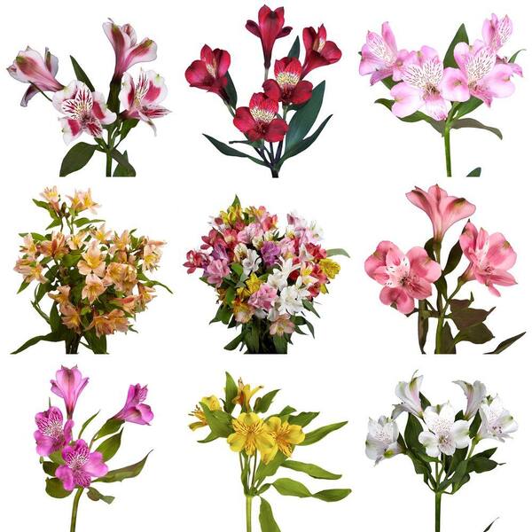 Unbranded Fresh Alstroemeria Flowers (80 Stems - 320 Blooms)