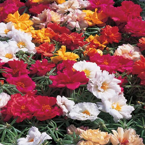 Nature's Nutrient 2.6 Qt. Nature's Nutrient Portulaca Moss Rose Annual Plant with Assorted Flowers