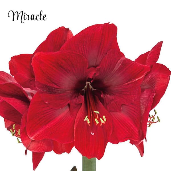 Gardens Alive! 6 in. Pot Miracle Red Flowering Amaryllis