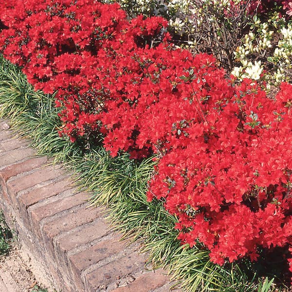 Cottage Gardens 8 In. Stewartstonian Azalea Shrub with Red Flowers