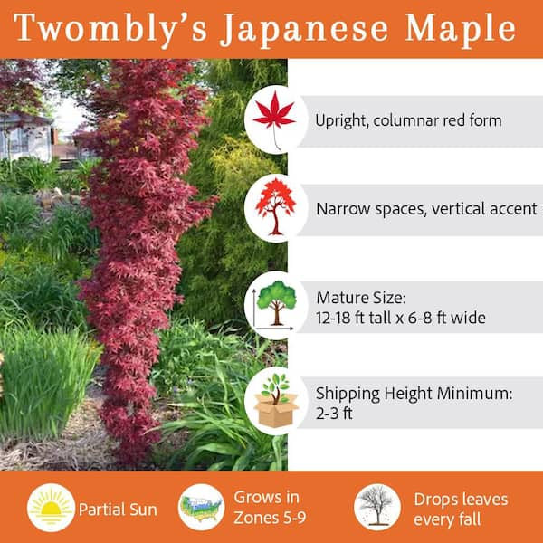 5 gal. Twombly's Red Sentinel Columnar Japanese Red Maple Deciduous Tree