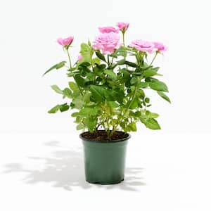 4 in. Blush Pink Miniature Roses in Grower Pot