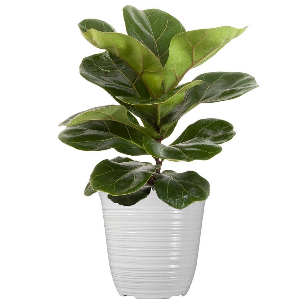 Little Fiddle Leaf Fig Live Plant Ficus Lyrata Houseplant in 6 inch White Decor Pot price history on PriceWatchPro