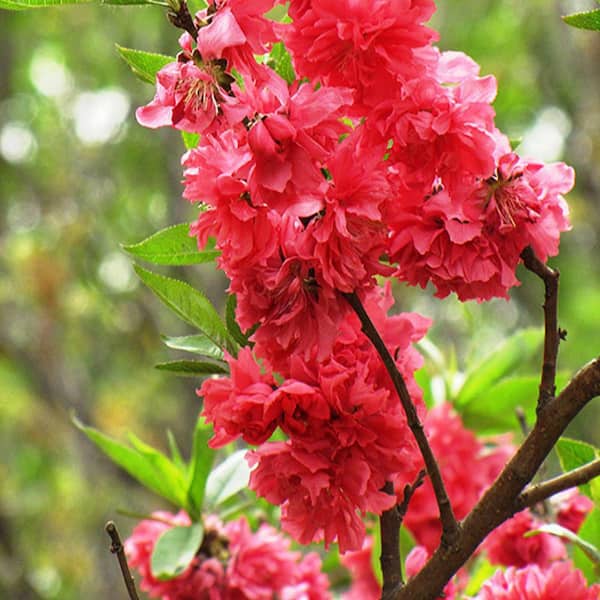 7 gal. Flw Red Peach   Fruit Tree