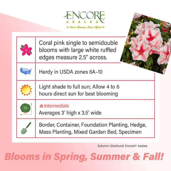 2 Gal. Autumn Starburst Encore Azalea Shrub with Coral Pink and White Reblooming Flowers