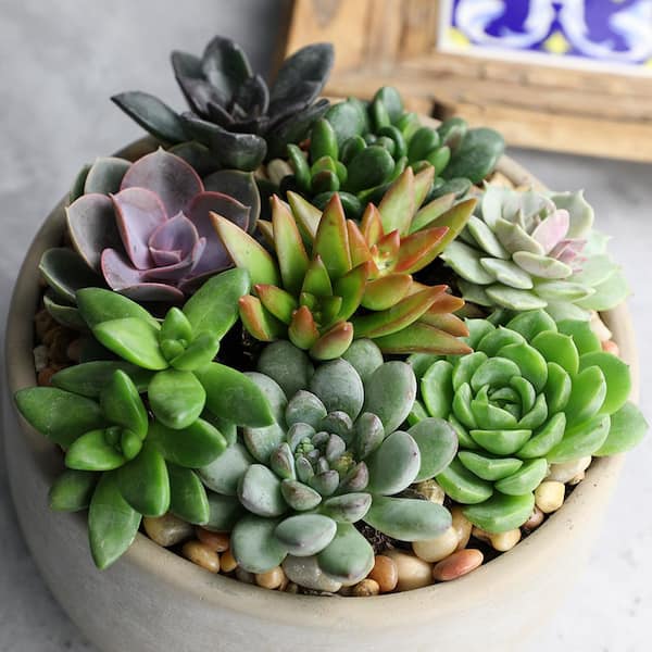 SMART PLANET 2 in. Easy Care Live Succulent Plants Assortment (12Pack)  0881149 - The Home Depot