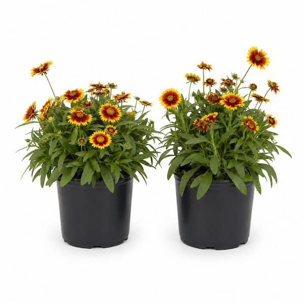 1 gal. Daybreak Tickseed Native Coreopsis Shrub with Red and Yellow Flowers (2-Pack)