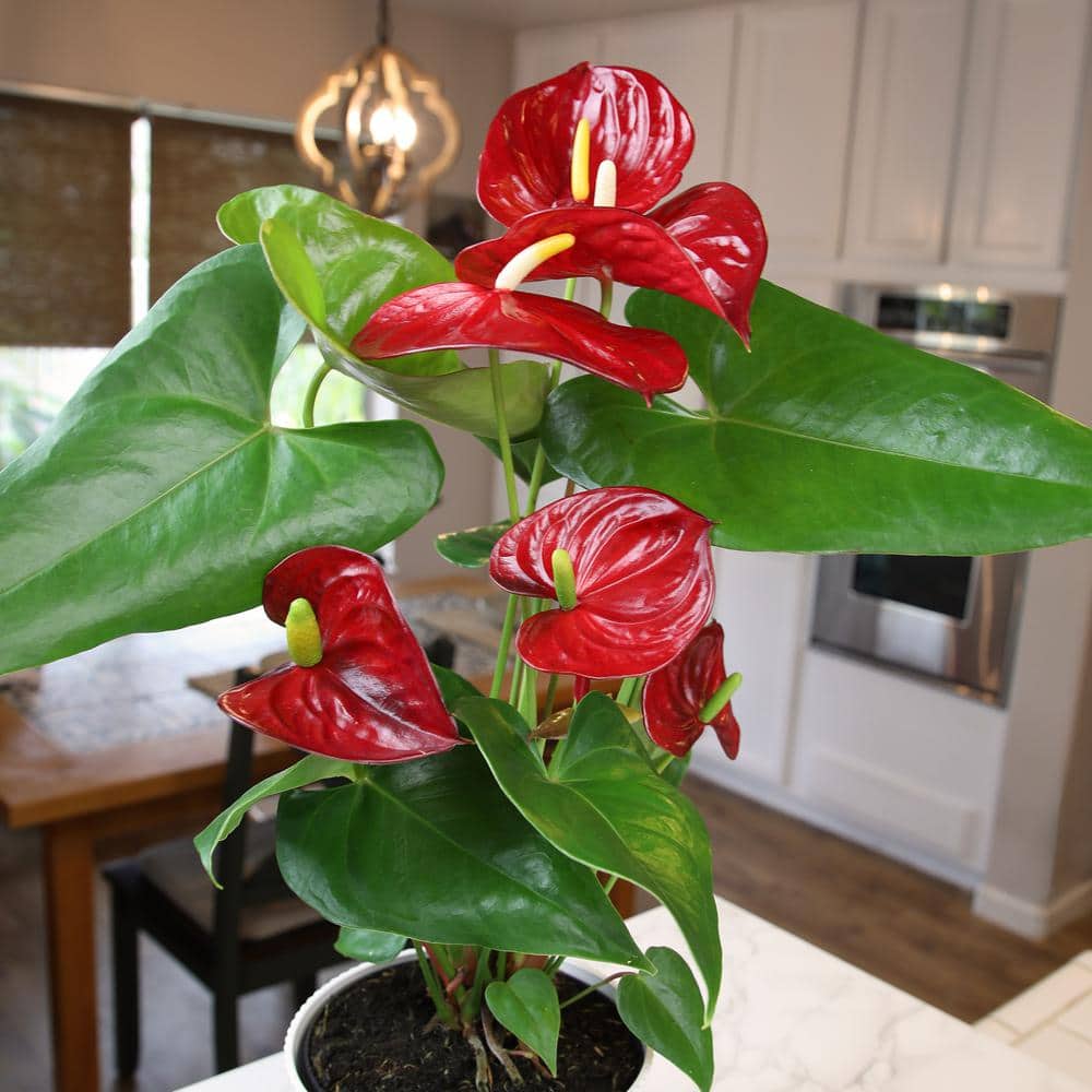 Large Red Anthurium Flamingo Flower in White Planter