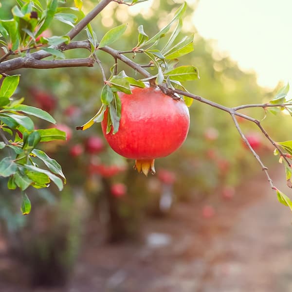 Ripe pomegranate seeds aren't always red, Home and Garden