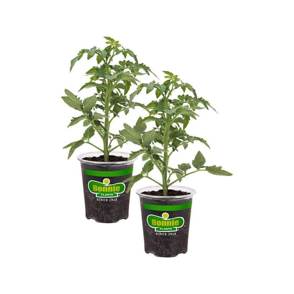 Bonnie Plants 19 oz. Red Beefsteak Heirloom Tomato Plant (2-Pack)