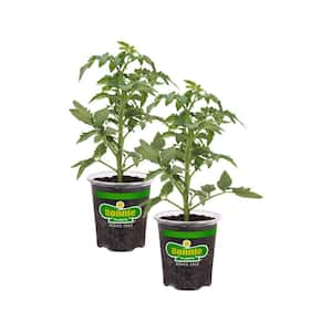 19 oz. Red Beefsteak Heirloom Tomato Plant (2-Pack)