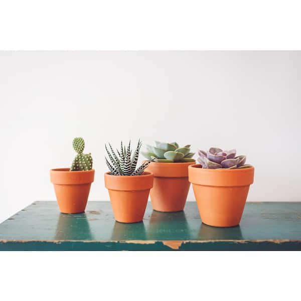  Cactus Succulent Seed Starter Kit - Indoor Garden