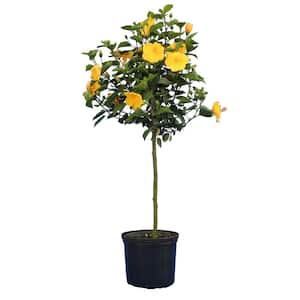 3 Gal. 3 ft. to 4 ft. Tall Yellow Tropical Hibiscus Tree