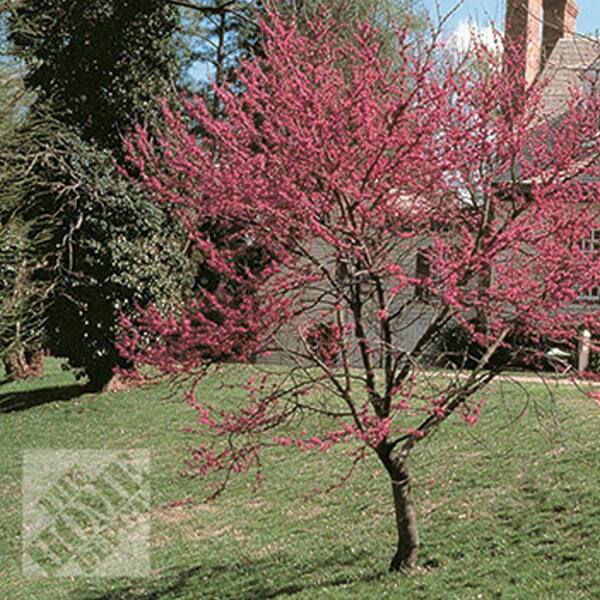 Unbranded Eastern Redbud