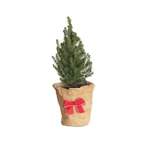 2.5 Qt. Dwarf Alberta Spruce Living Christmas Tree in Decorative Holiday Container