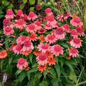 4 In. Pot, Rainbow Sherbert Coneflower Potted Flowering Perennial Plant (1-Pack)