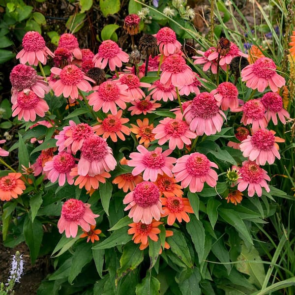 Spring Hill Nurseries 4 In. Pot, Rainbow Sherbert Coneflower Potted ...