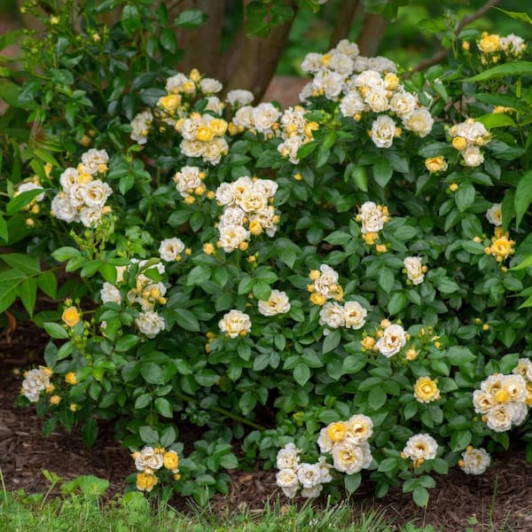 Drift 3 Gal. Popcorn Drift Rose Bush with Soft Yellow Flowers