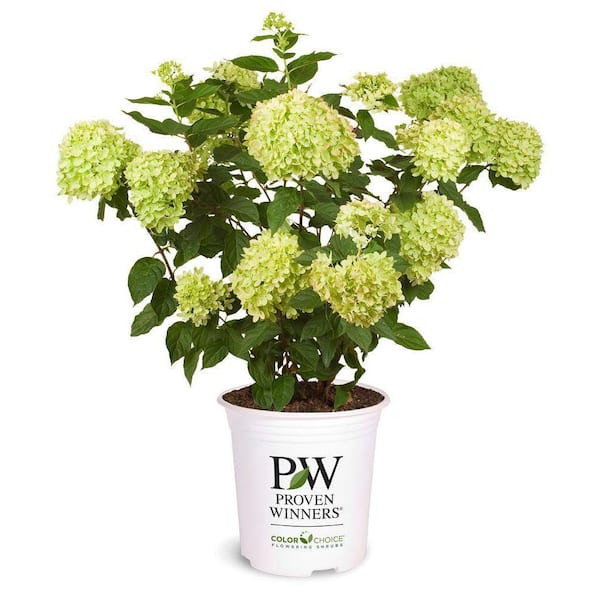 PROVEN WINNERS 2 Gal. Little Lime Hydrangea Shrub with White Flowers