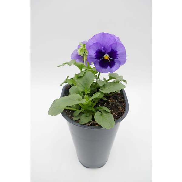 BELL NURSERY 4.5 in. Blue Pansy Annual Live Plant, Blue Flowers (4-Pack)