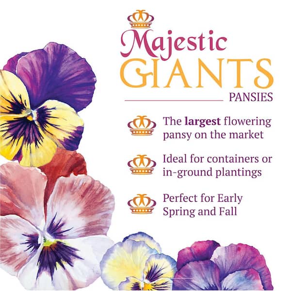 1 qt. Majestic Giant Pansy Annual Plant Mix (5-Pack)