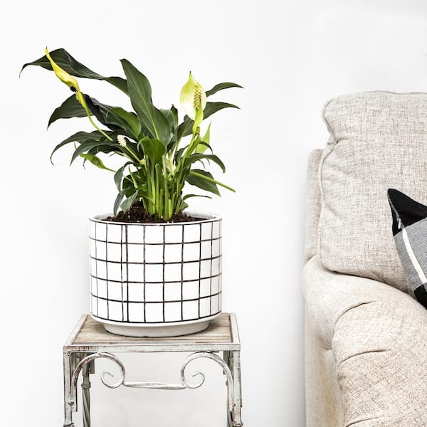 Vigoro Westerly Small Black and White Grid Ceramic Indoor Planter (8 in. L  x 8 in. W x 6.7 in. H) 527406