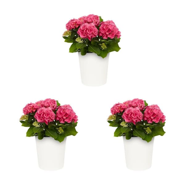 METROLINA GREENHOUSES 1.5 qt. Hydrangea Florist Early Pink Perennial Plant (3-Pack)